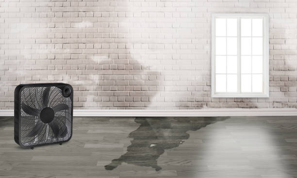 Best Professional water damage repair  in Homeland, GA